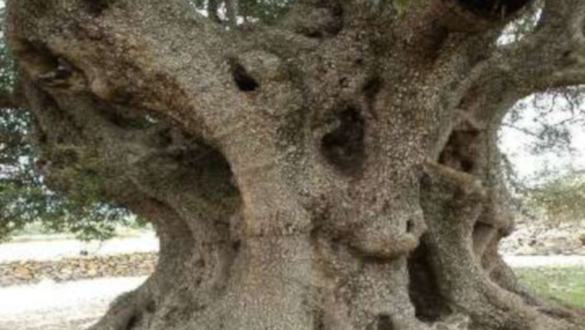 <a href= http://radiogarden.it/lolivastro-millenario-bruciato-negli-incendi-in-sardegna/'><u>ASCOLTA IL PODCAST</u></a> <a href='https://www.gardentv.it/olivastro-millenario-bruciato-incendi-sardegna.html''>L'olivastro bruciato</a>
