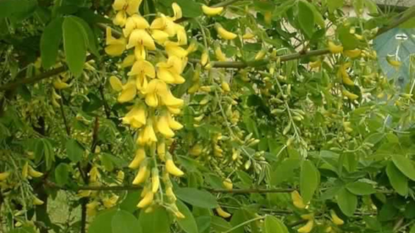 <a href= http://radiogarden.it/il-segreto-del-maggiociondolo/'><u>ASCOLTA IL PODCAST</u></a> <a href='https://www.gardentv.it/segreto-del-maggiociondolo.html''>Il maggiociondolo</a>