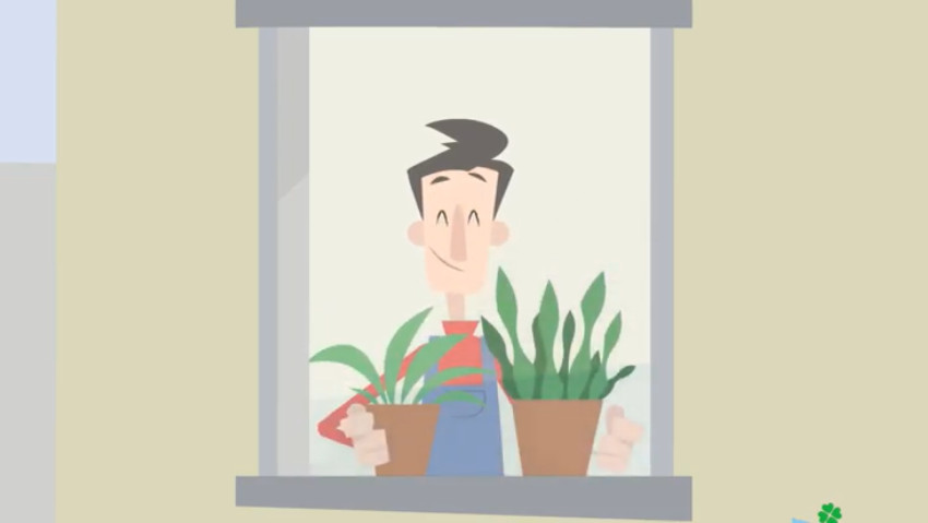 Le piante anti smog che purificano l'aria
