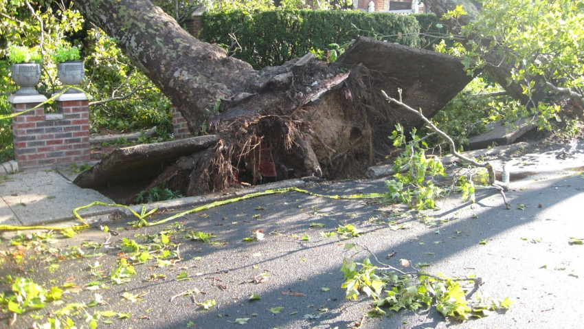 54mila emergenze per alberi pericolosi e caduti