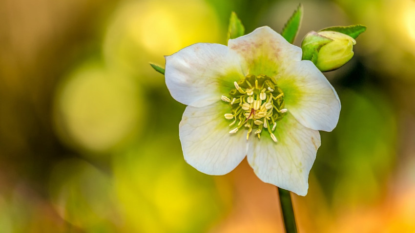 <a href='https://www.spreaker.com/user/radiogarden/piante-per-linverno-come-coltivare-lelle'><u>PODCAST</u></a> <a href='https://www.gardentv.it/come-coltivare-elleboro.html'>Come curare l'elleboro</a>