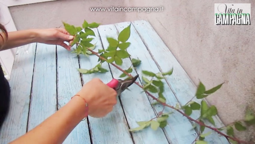 Moltiplicazione rose: talea, propaggine e margotta