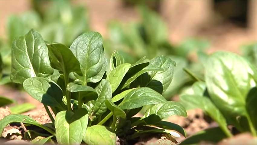 Come concimare l'orto in giardino: in consigli