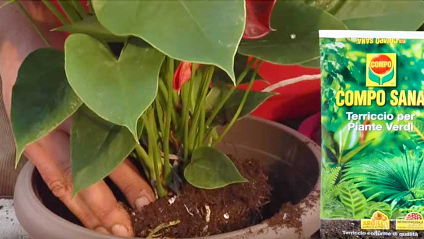 Come coltivare l'Anthurium: i consigli