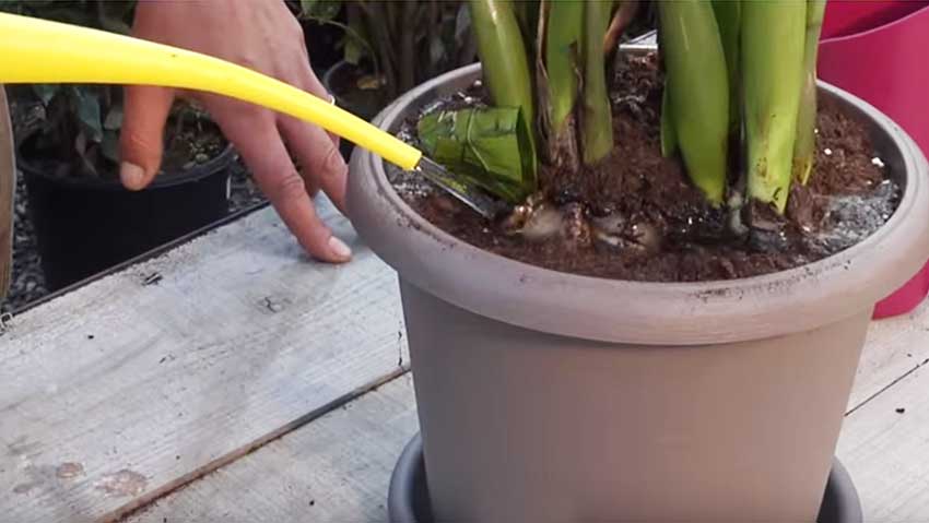 Come coltivare la Zamioculcas: i consigli