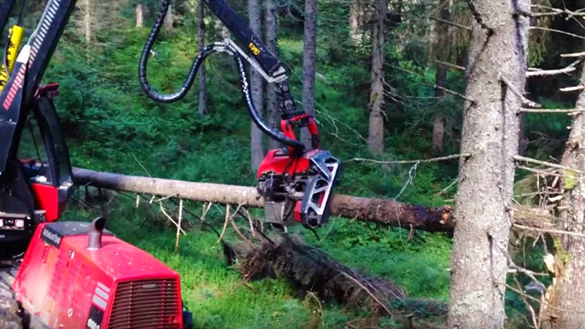 La macchina che taglia gli alberi in tronchi