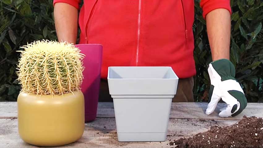 Come coltivare l'Echinocactus: i consigli