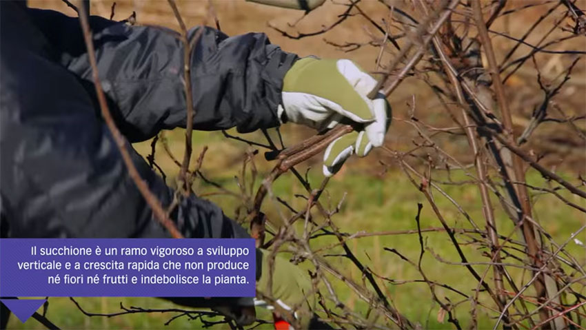 Come potare il cotogno: il tutorial
