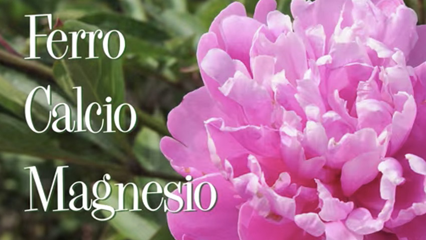 Il concime: come sceglierlo e quanto ne serve