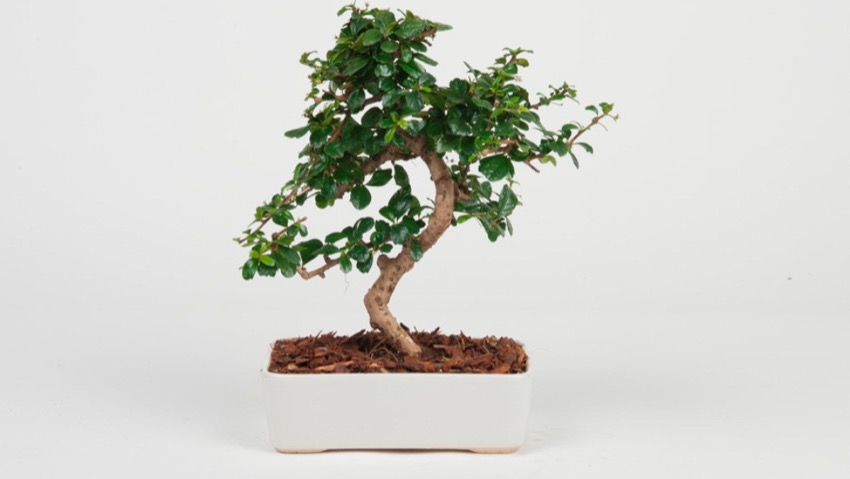 Bonsai, alla scoperta di un'antica arte