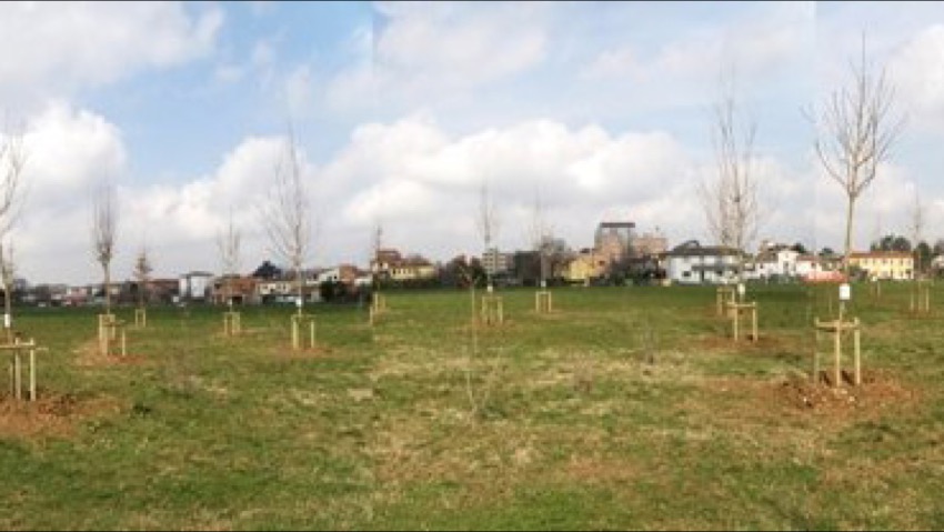 Oggi la giornata nazionale degli alberi