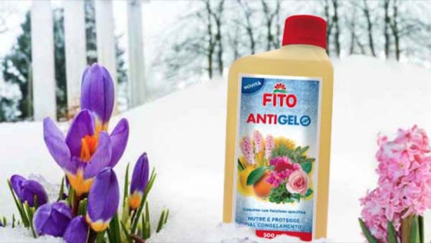 Fito antigelo, il primo concime anticongelante