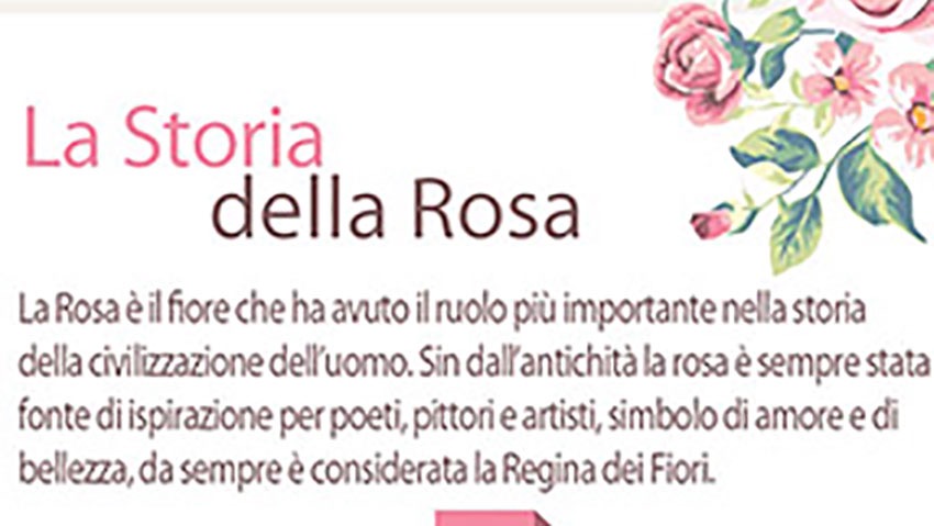 La storia della rosa, la regina dei fiori