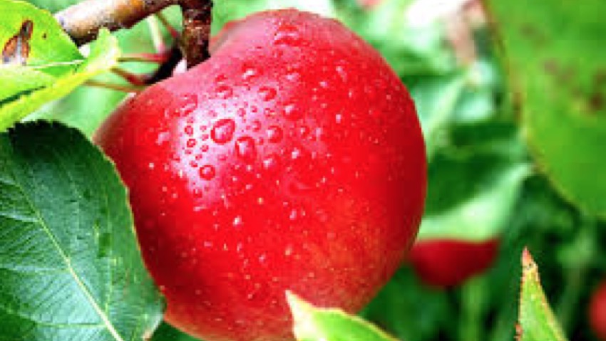 Foto di ortaggi e frutta per il concorso di Bakker