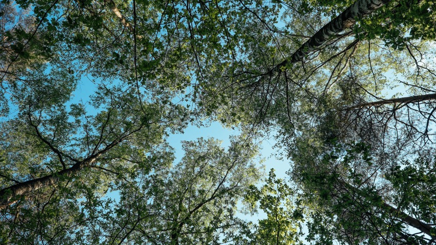 Aiuto con il verde? Risponde il giardiniere condotto