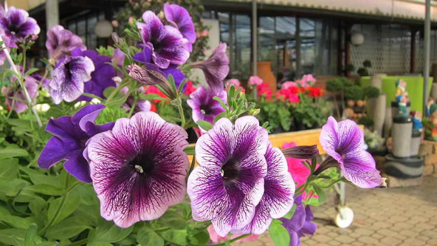 Floricoltura Zanellati