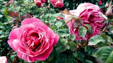 Vivaio piante di rose antiche e moderne