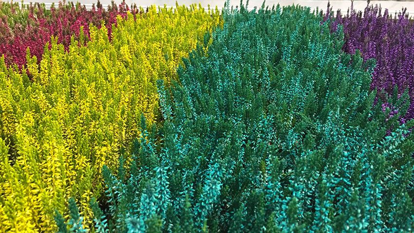 Kostplant