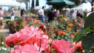 Flower Show