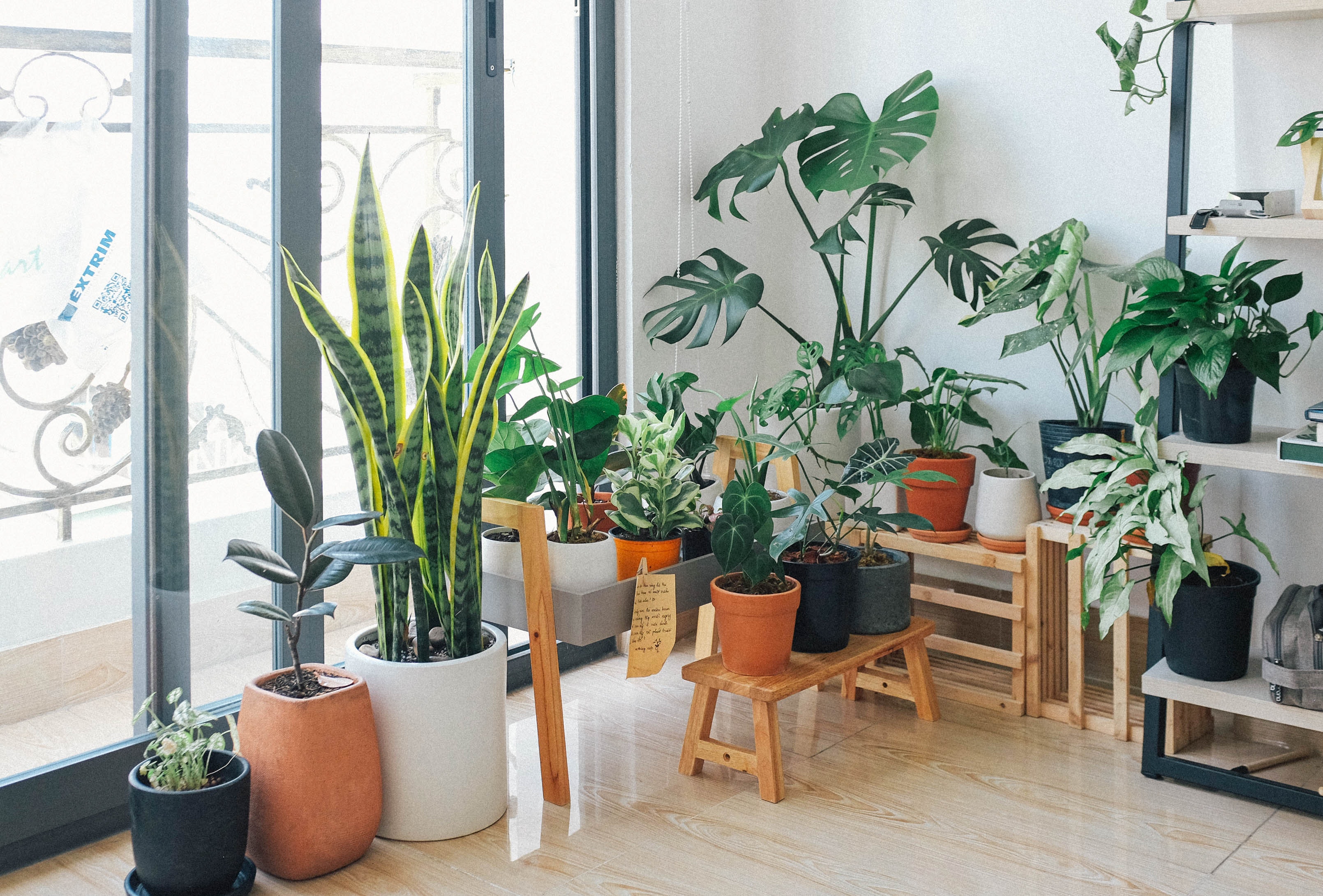 Piante da interno
